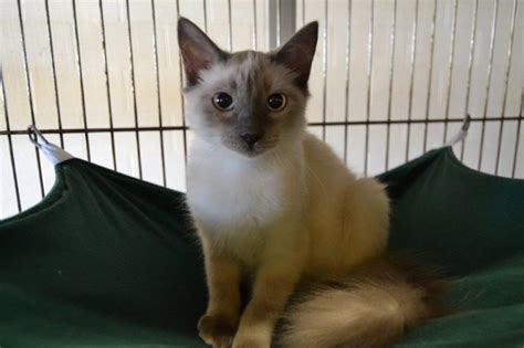 Why do kittens need to be adopted in pairs? Ocala Post - Animal services reduces cat adoption fees