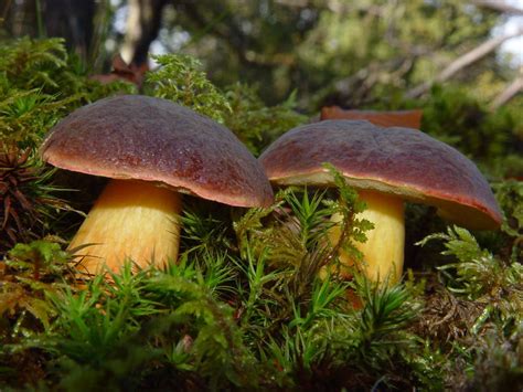 Boletus Badius The Bay Bolete ~ Edible Stuffed Mushrooms Magical