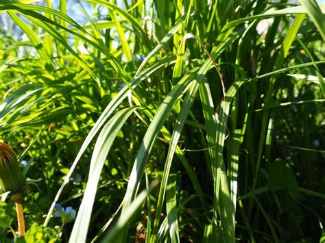 Premium Photo Long Grass Meadow Closeup With Bright Sunlight