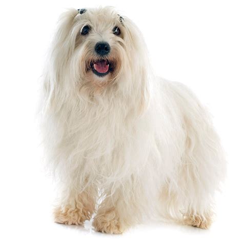 Coton De Tulear Dog Breed