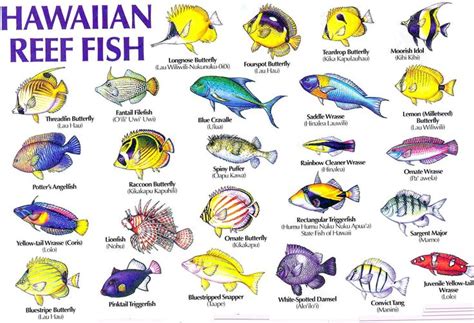 Aloha Joe In Hawaii A Visual Guide To Hawaiis Reef Fish Fish
