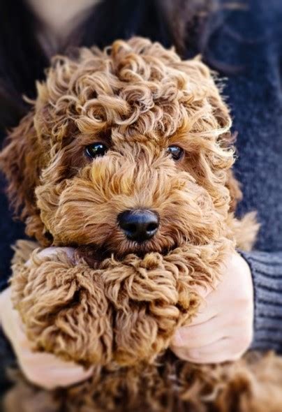 50 Best Cockapoo Haircuts Cockapoo Haircuts Styles 2023 Guide