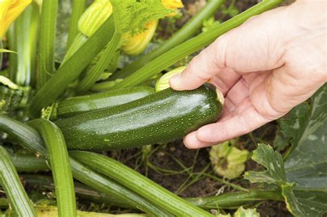 Picking Zucchini Plants Learn How And When To Harvest Zucchini Squash