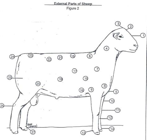 Simplified External Parts Of The Sheep Diagram Quizlet