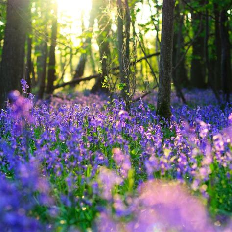 Spring Bluebells In A Forest On Spring Forest
