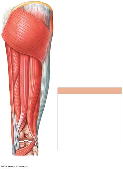 Back Of Upper Leg Muscles Diagram Quizlet