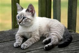 You can see in the video the tabby part of her. Siamese Mix Cat | Chatons siamois, Chat trop mignon, Chats ...