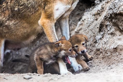 Check out these cute red wolf pups venturing out to play for the first time - The Irish News