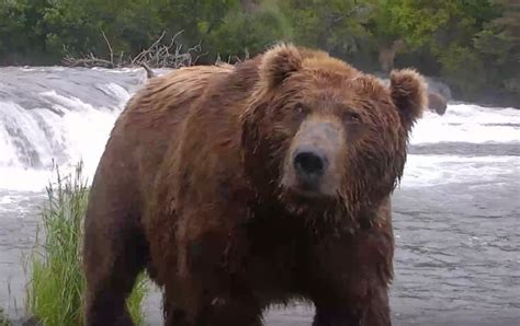 747 One Of The Heaviest And Most Dominate Of The Bears At Brooks