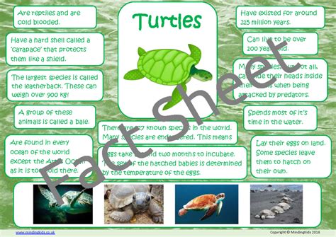 Facts About Sea Turtles For Kids