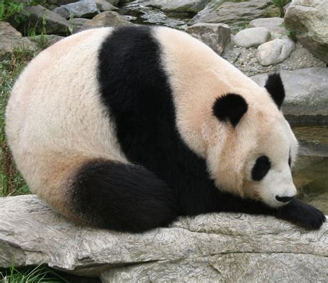 Description The Giant Panda