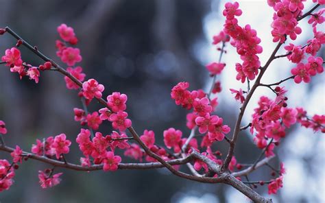Branches Flowers Pink Spring Nature Hd Desktop
