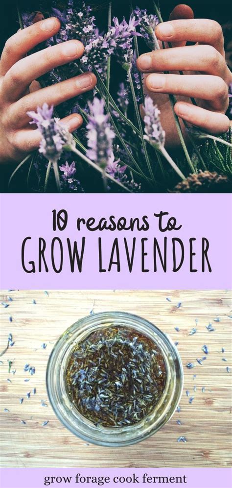 10 Reasons To Grow Lavender
