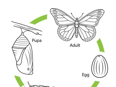 coloring pages butterfly life cycle ha