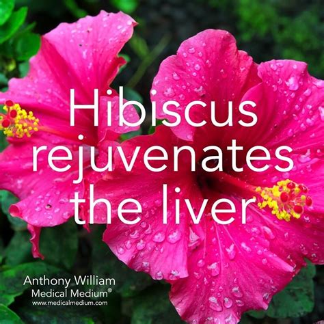 Medical Medium® On Instagram “hibiscus Rejuvenates The Liver🌟 Learn More About The Healing