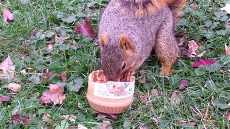 Squirrel Eating Peanut Butter 2 Youtube