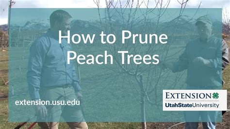 How To Prune Peach Trees Youtube