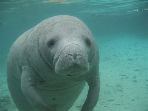 Manatees Mammals Animal Encyclopedia