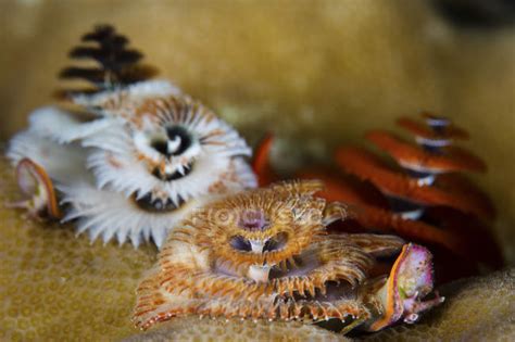 Christmas Tree Worms On Coral Reef — Wilderness Color Image Stock