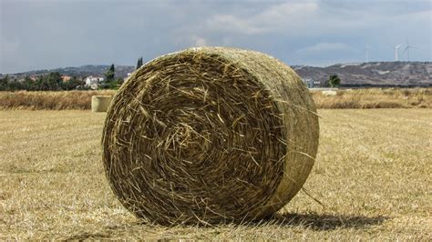 Free Images Plant Hay Field Countryside Crop Soil Agriculture