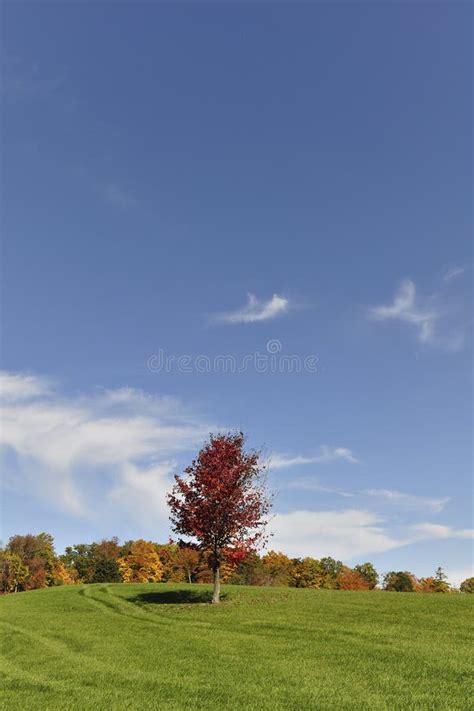 Single Lonely Maple Trees And Low Horizon Panoramic Landscape With A