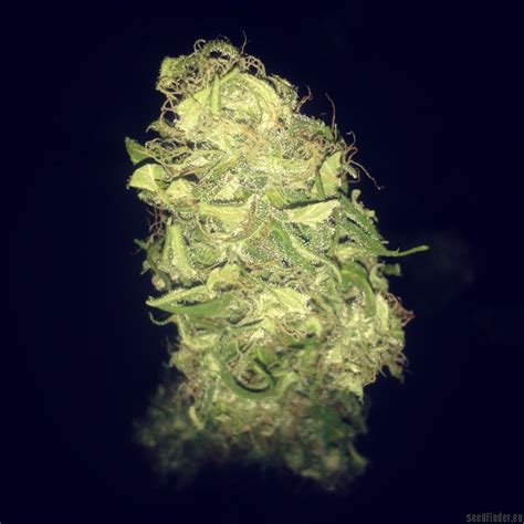 Strain Gallery Pure Kush Green House Seeds Pic 08041577500353889 By