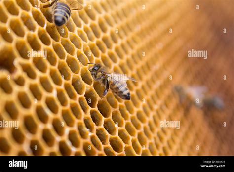 Honey Bees On A Honeycomb Inside Beehive Hexagonal Wax Structure With Blur Background Stock