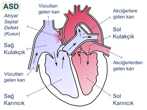 Cardiac Cycle Writework