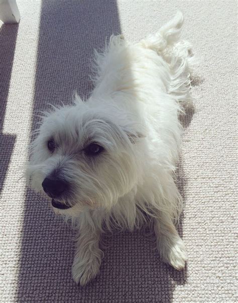 9 Best Scottie Westie Mix Images On Pinterest Scottish Terriers