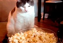So while popcorn isn't bad for dogs, it isn't really good for them either as it's not giving them anything they. Cat GIF - Find & Share on GIPHY