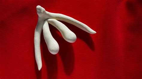 Anatomie Quoi Ressemble Vraiment Le Clitoris Et Ses Ressemblances Frappantes Avec Le P Nis