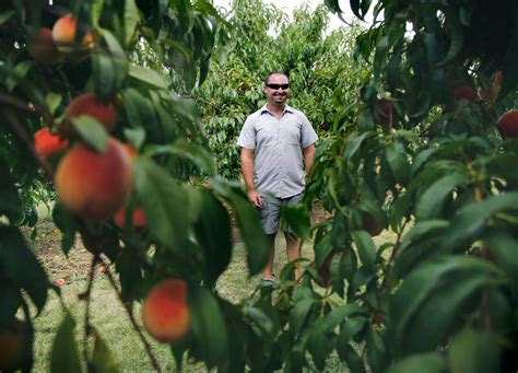 At Long Last A Peach Of A Harvest For Growers In Maine