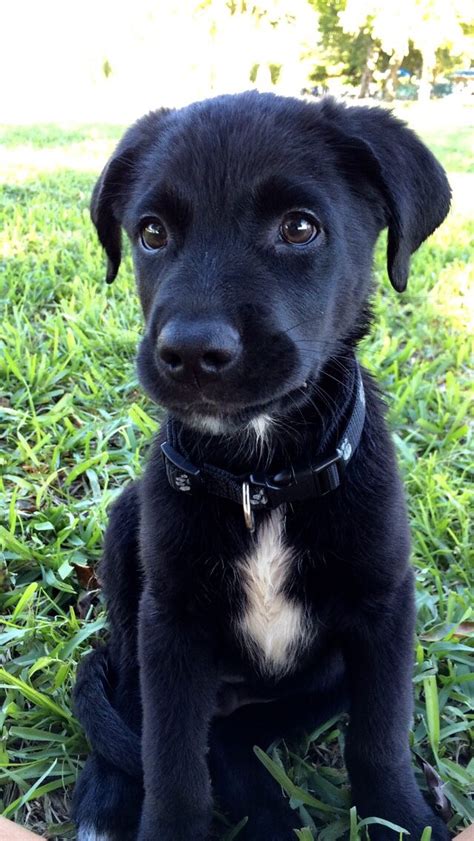 Black Lab And Australian Shepard Mix Cute Dogs And Puppies I Love Dogs