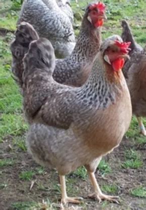 Their skin is also colored yellow. CRESTED CREAM LEGBAR PULLETS | Yeovil, Somerset | Pets4Homes