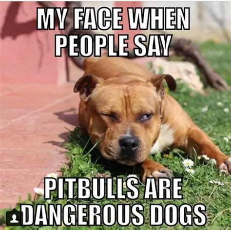 15 Best Pitbull Memes You Should Send To Your Friends Right Now Page