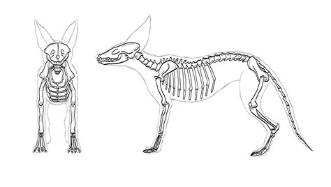 Pin By Natalia Gómez On Eskl Animal Skeletons Fennec Fox Fox Anatomy