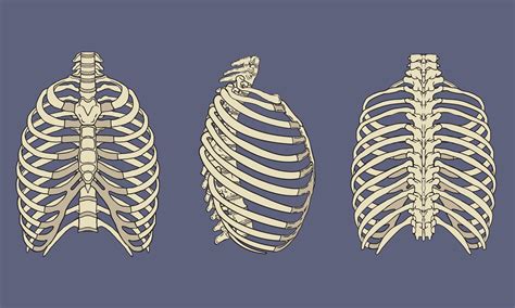 Human Rib Cage Skeletal Anatomy Pack Vector Art At Vecteezy