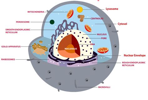 Regions Of The Cell The 3 Main Regions Of The Cell Are 1 Cell Membrane