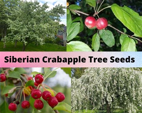 Siberian Crabapple Tree Seeds