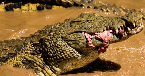 Crocodile Eating Meat By Michele Rigamonti 500px
