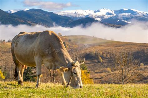 Farm Cow Grazing On Alpine Pasture Meadow In Summer Mountains Stock