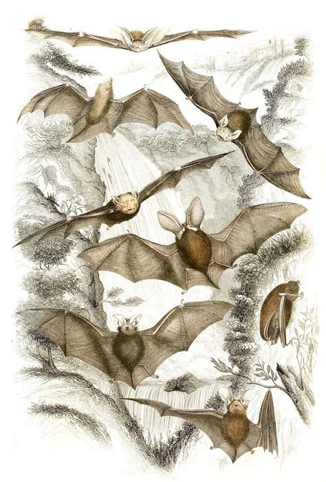 Dwarf Earred Bats Illustrations By Georges Cuvier 1839 Free Vintage
