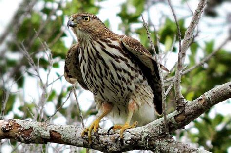 8 Species Of Hawks In Oregon With Pictures Wildlife Informer