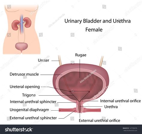 10 External urethral orifice Görseli Stok Fotoğraflar ve Vektörler