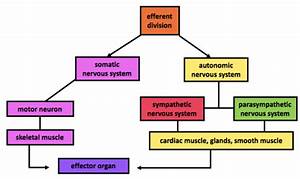 18 Agents And Actions Of The Autonomic Nervous System Principles Of