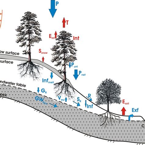Pdf Modeling The Distributed Effects Of Forest Thinning On The Long