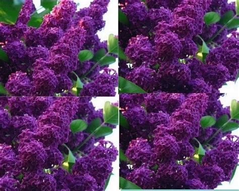 Seeds And Bulbs Plants Seeds And Bulbs Home 25 Dark Purple Lilac Seeds