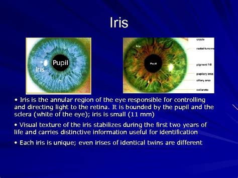 Iris Retina Biometrics Cpsc 4600 Utc Cse Retina Iris Biometrics Biometrics