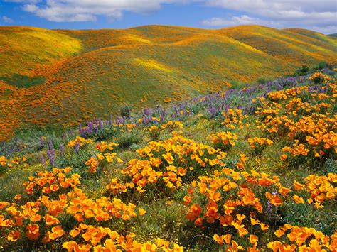 15 Beautiful Pictures Of Spring Flowers Around The World