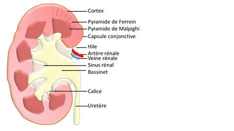 Histologie Et Pathologie Des Organes